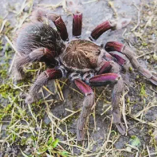 /img/17258-pamphobeteus-tarantula-spiderlings.webp