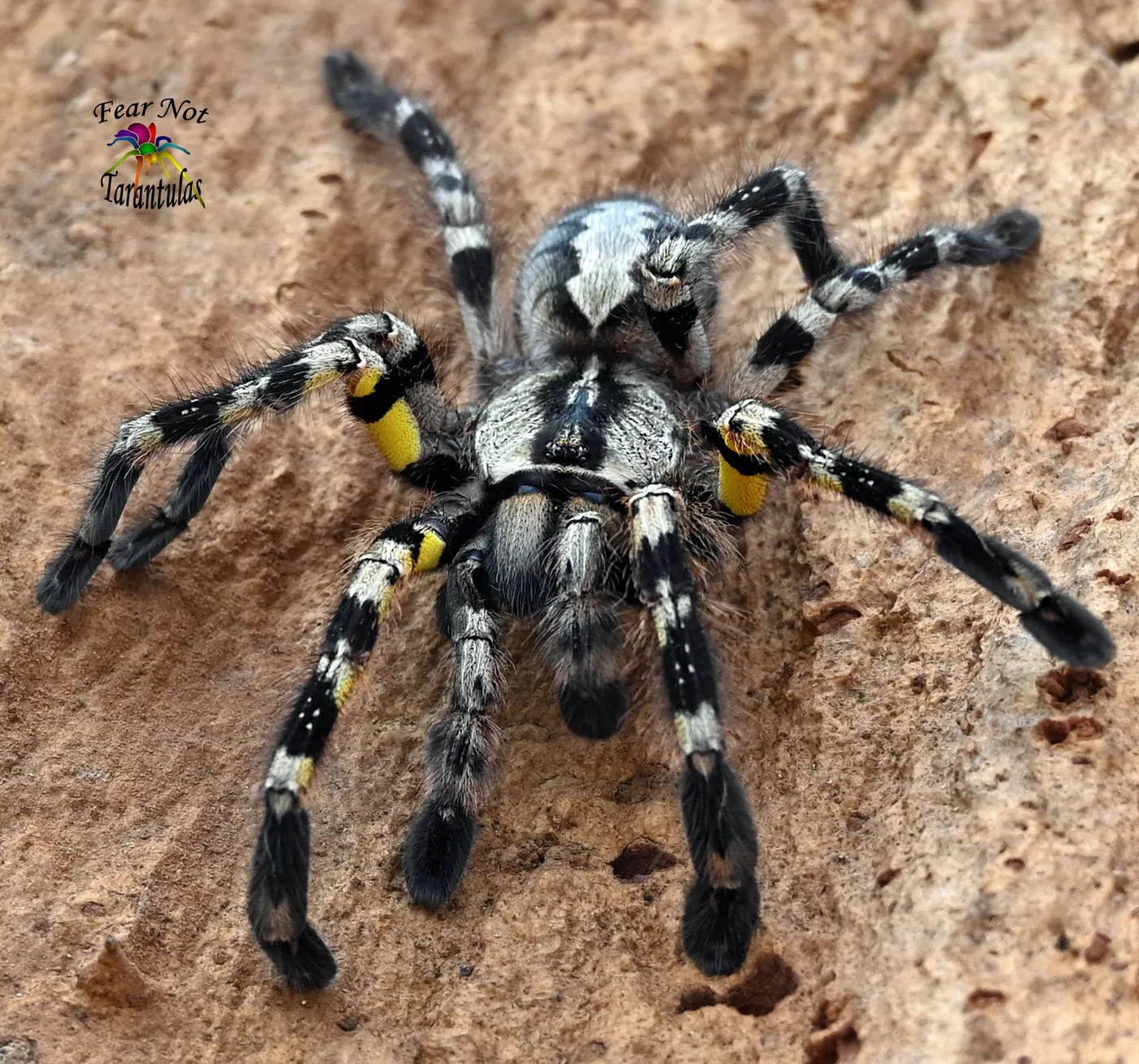 /img/17259-tarantula-regalis-breeding.webp