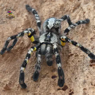 /img/17259-tarantula-regalis-breeding.webp
