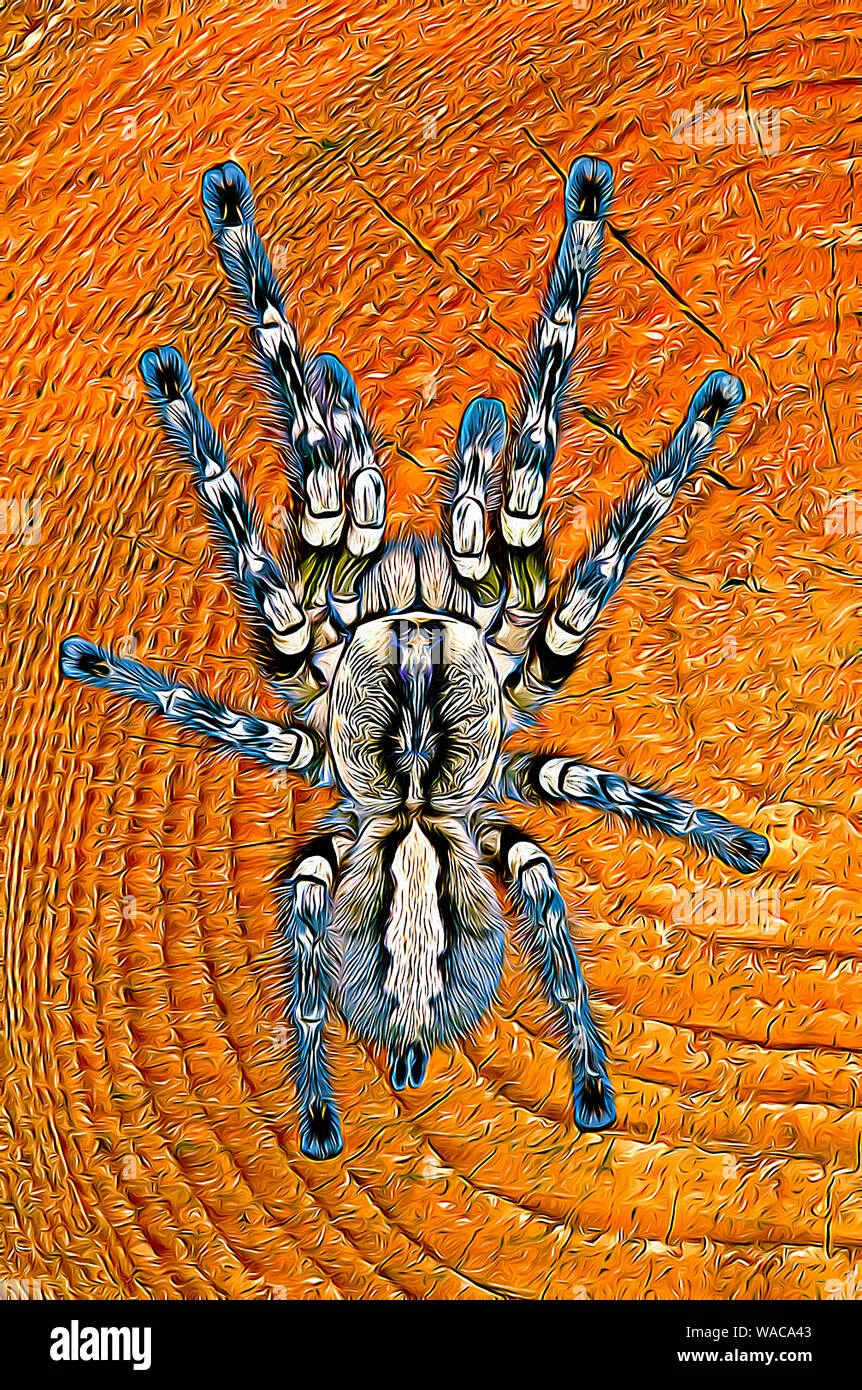 17259 tarantula regalis enclosure