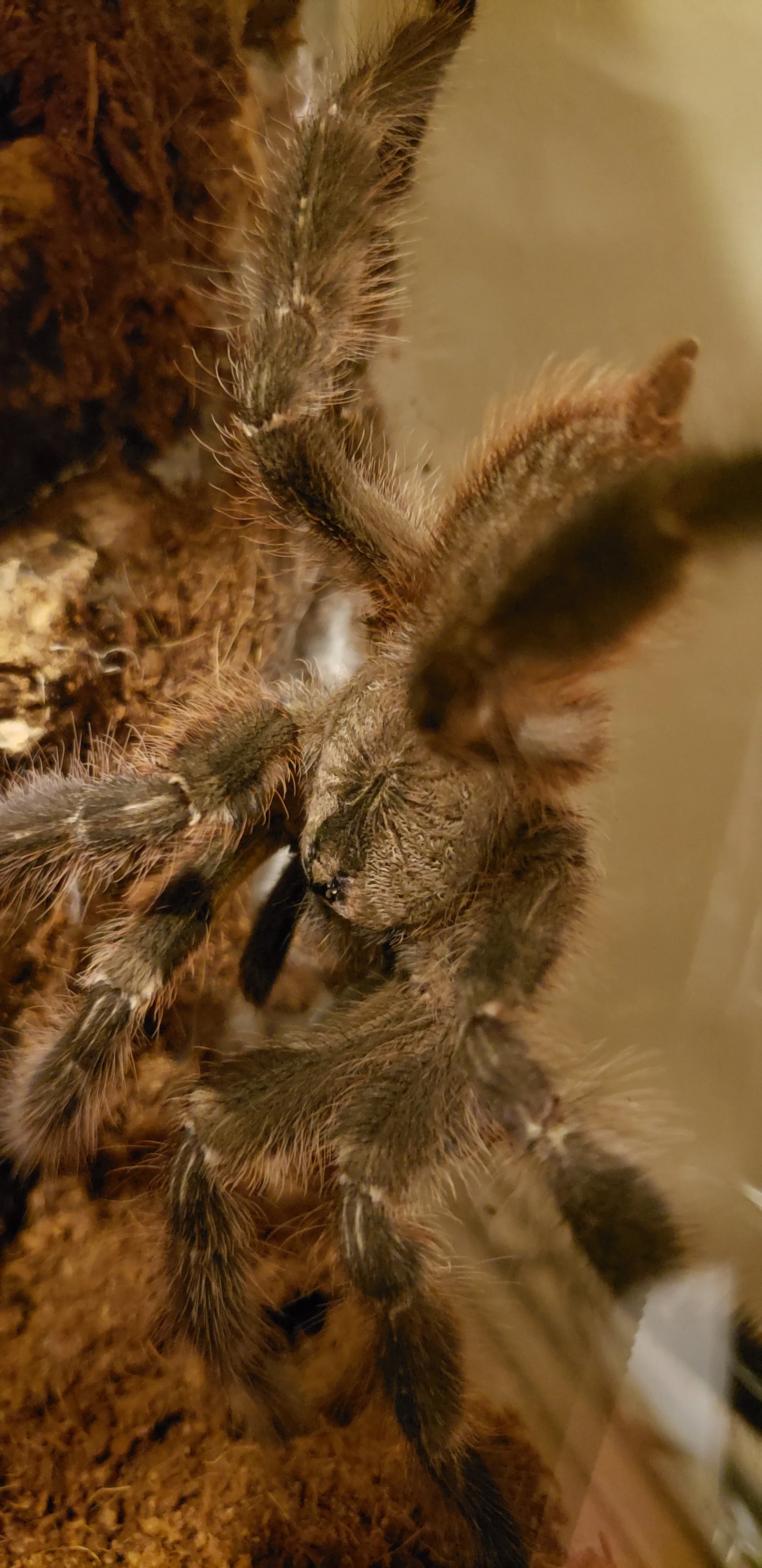 17259 tarantula regalis habitat