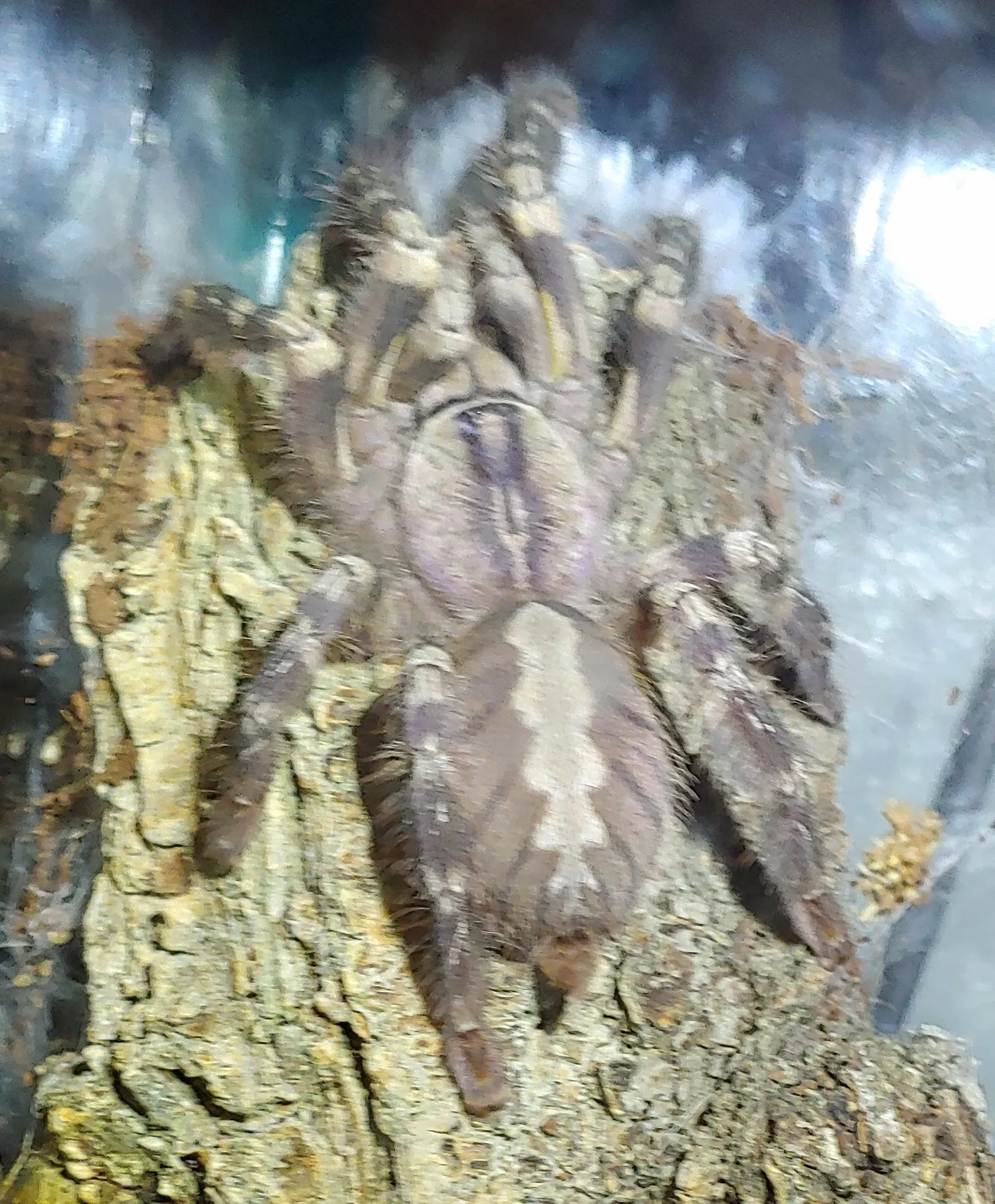 17259 tarantula regalis markings