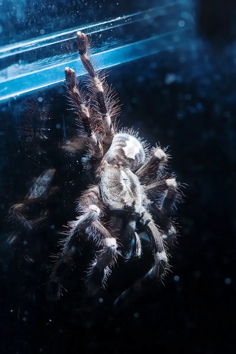 17259 tarantula regalis overview