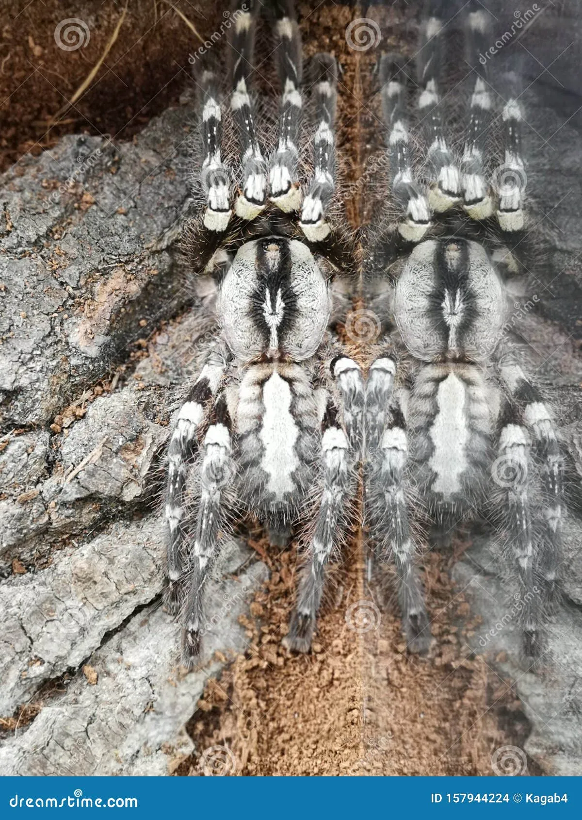 17259 tarantula regalis size