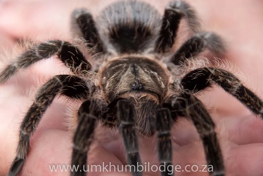 17262 curly hair tarantula handling