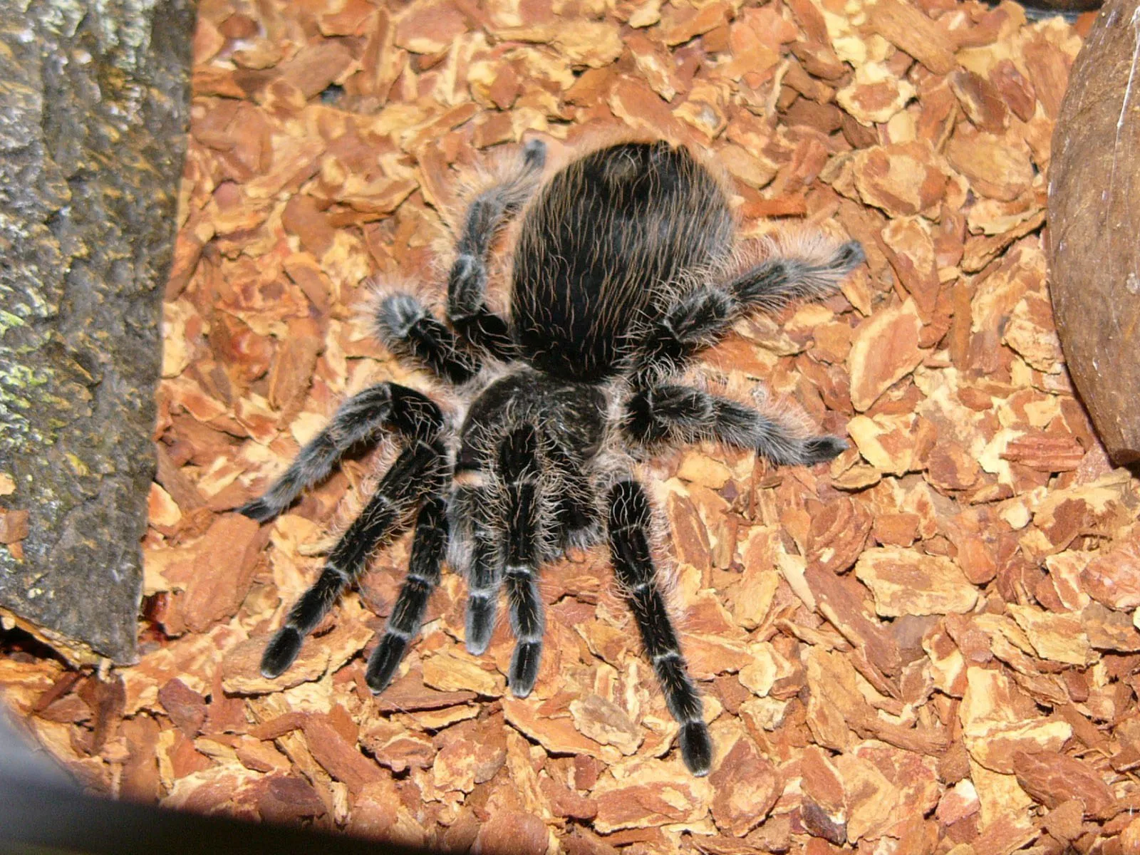 17262 curly hair tarantula overview