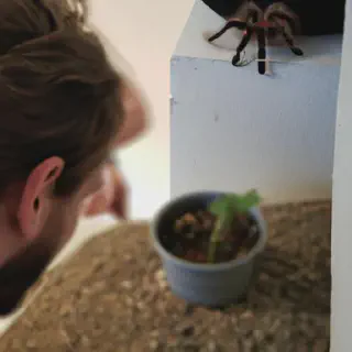 /img/17262-curly-hair-tarantula-substrate.webp
