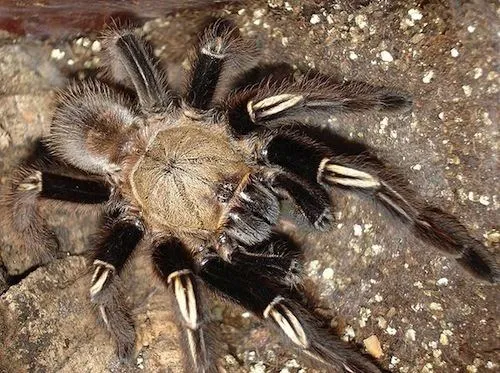 17263 tarantula enclosure