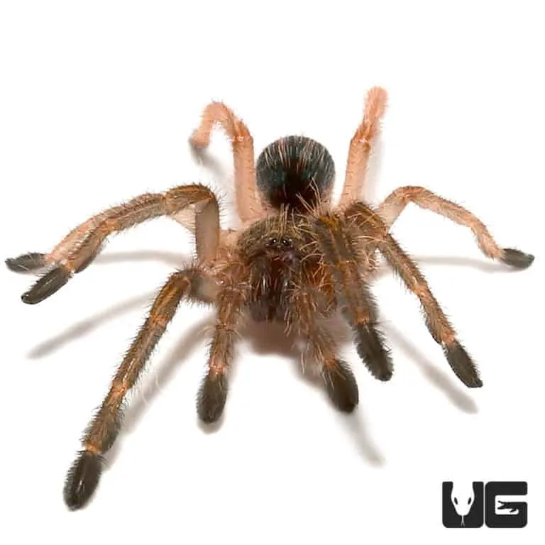 17263 tarantula feeding
