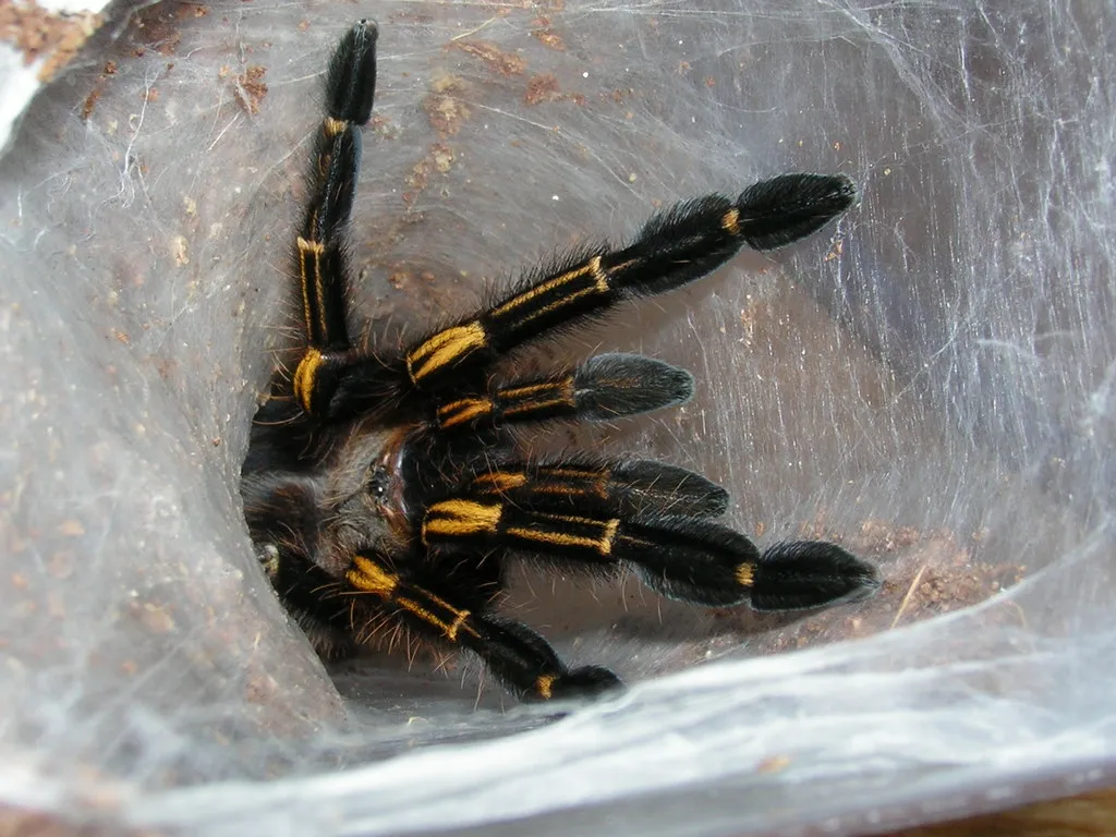 /img/17263-tarantula-handling.webp