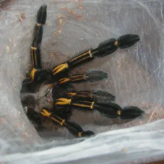 /img/17263-tarantula-handling.webp