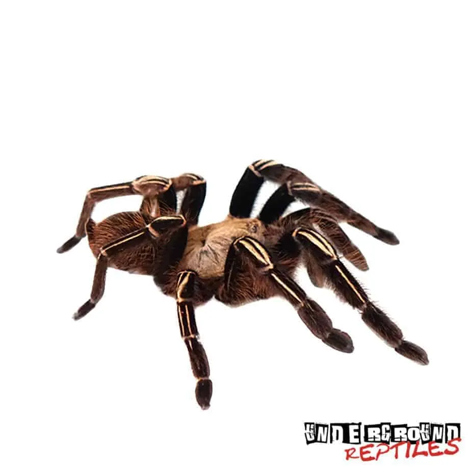 17263 tarantula molting