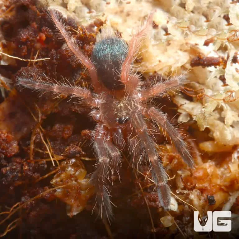 17263 tarantula online marketplace
