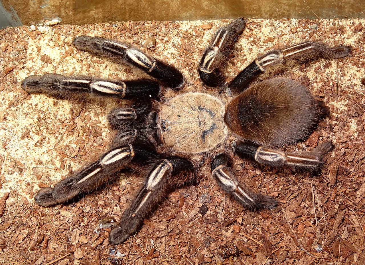17263 tarantula pet store