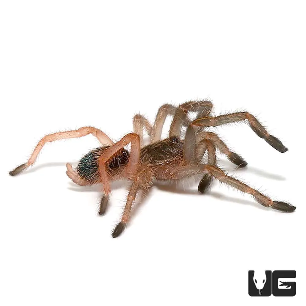 17263 tarantula species variety