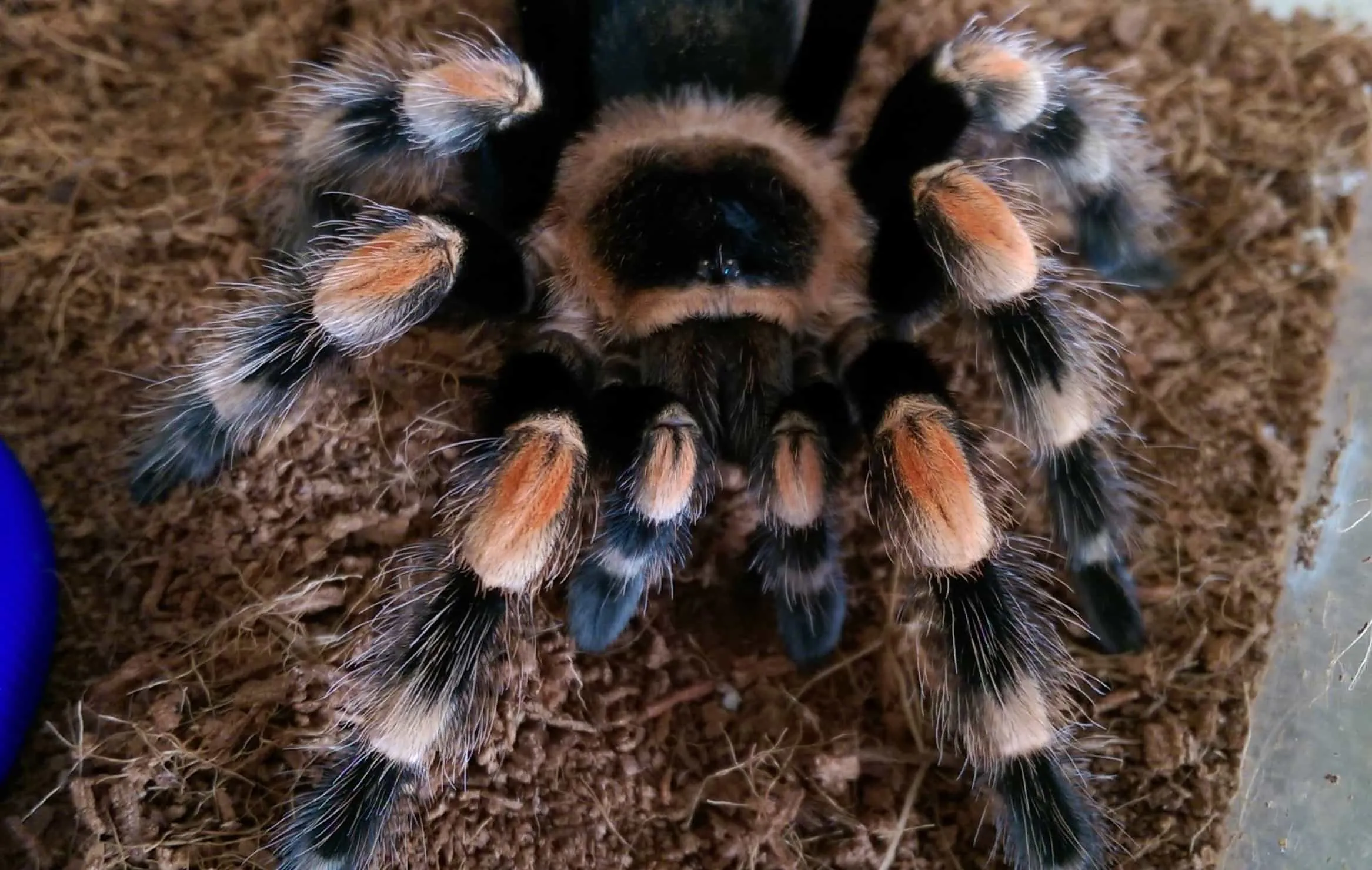 17265 red knee tarantula colors