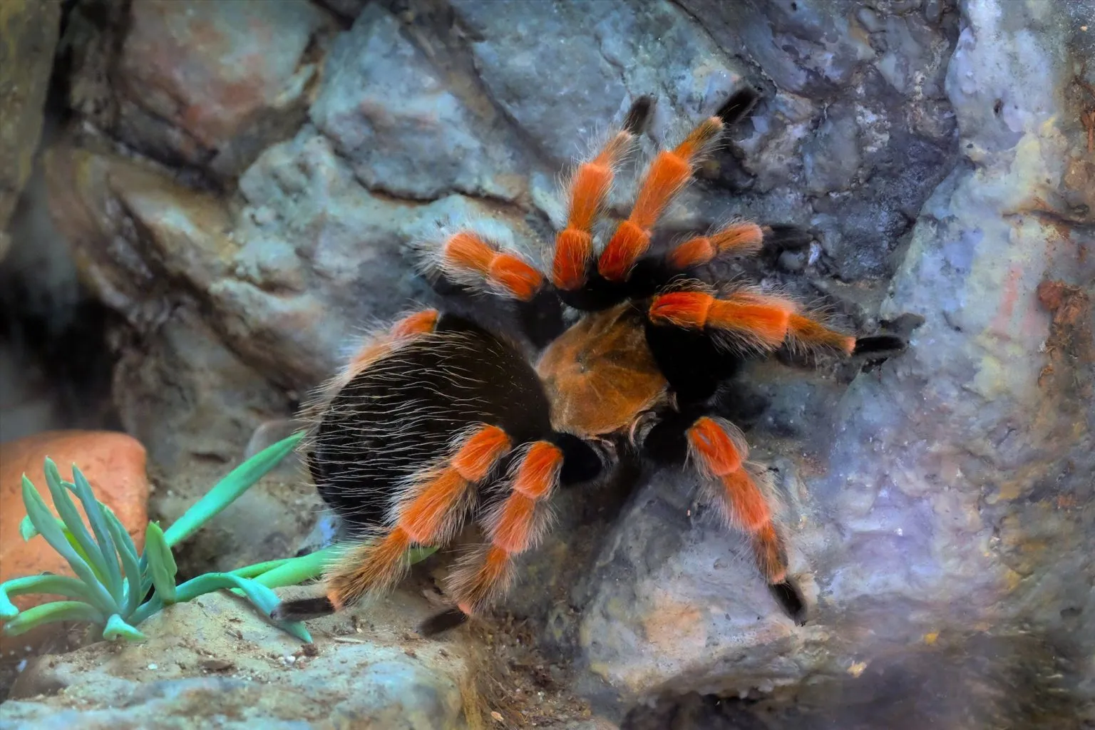/img/17265-red-knee-tarantula-conservation.webp