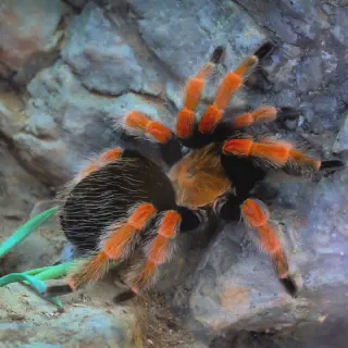 /img/17265-red-knee-tarantula-conservation.webp