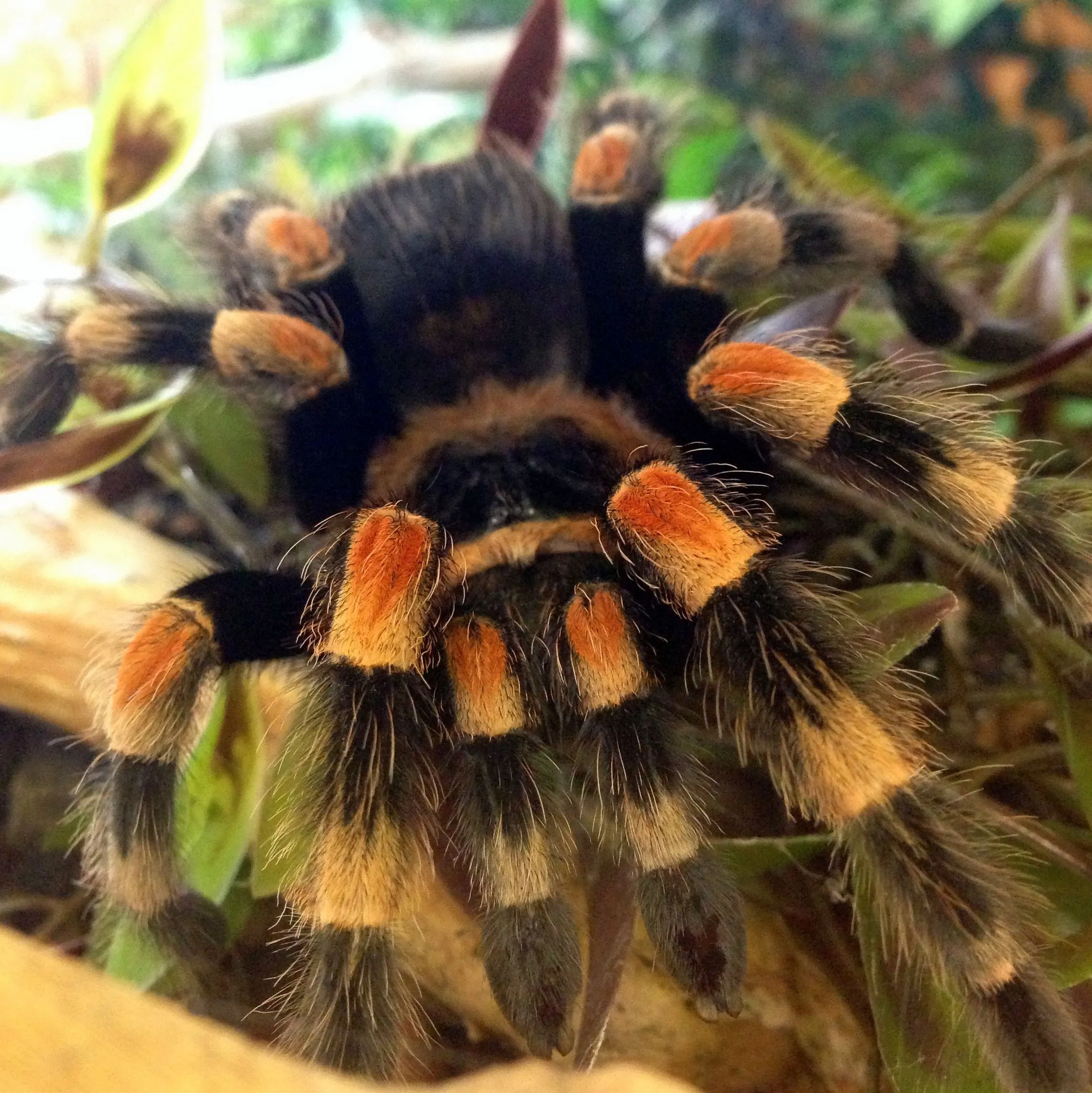 17265 red knee tarantula habitat