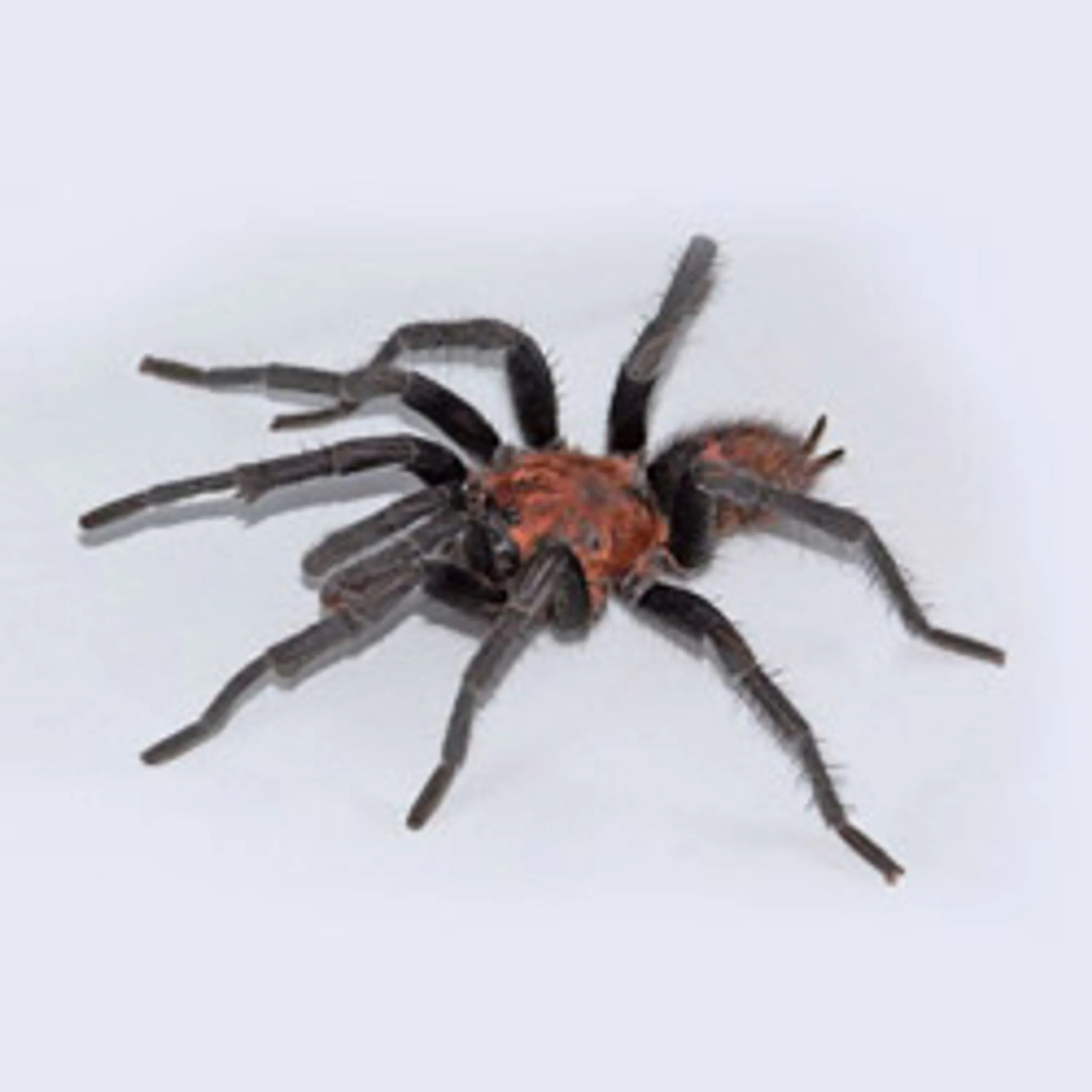17266 tiger rump tarantula appearance