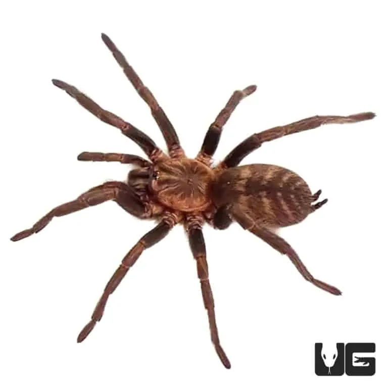 17266 tiger rump tarantula feeding