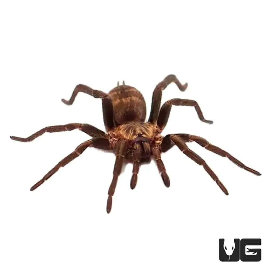17266 tiger rump tarantula handling