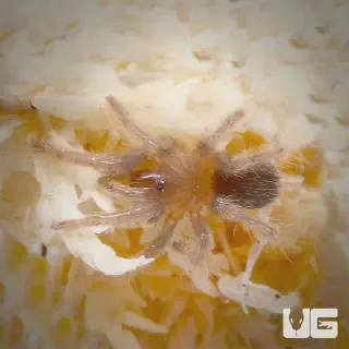 /img/17266-tiger-rump-tarantula-health.webp