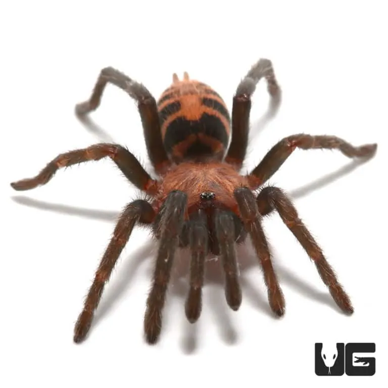 17266 tiger rump tarantula substrate