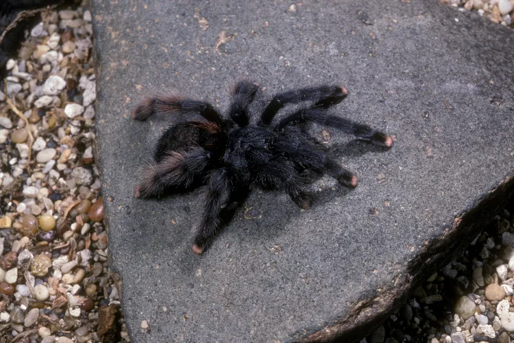 /img/17267-pink-toed-tarantula-trinidad-anatomy.webp