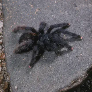 /img/17267-pink-toed-tarantula-trinidad-anatomy.webp