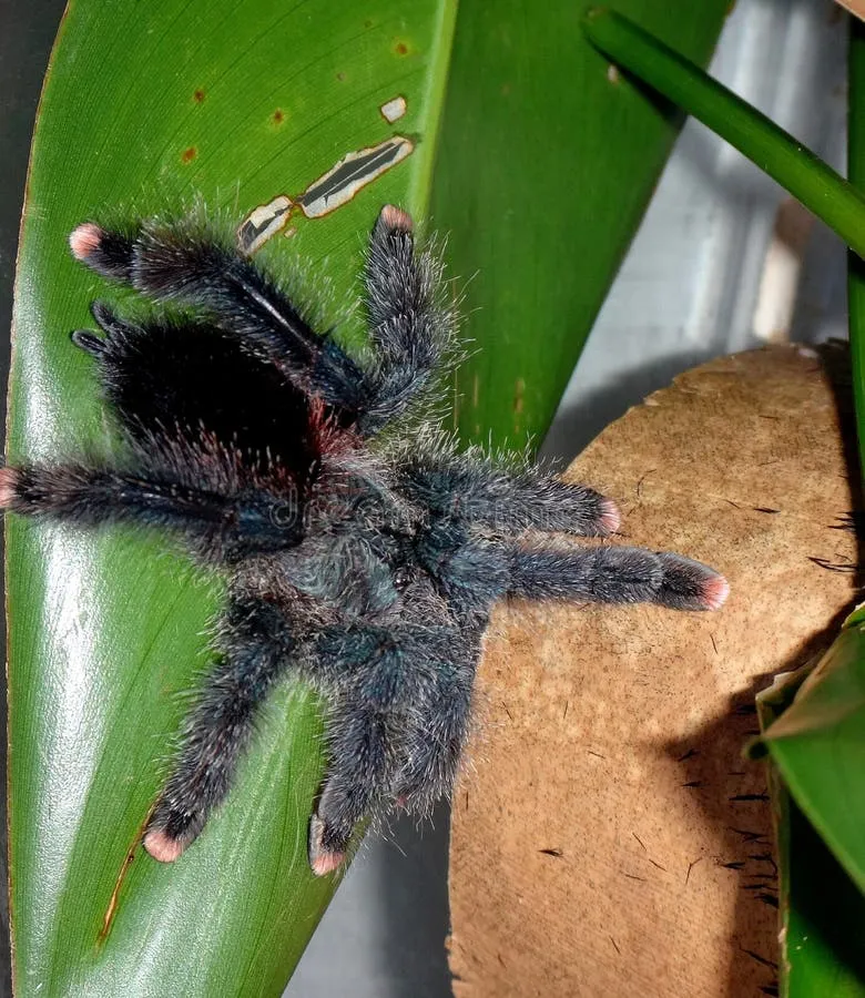 17267 pink toed tarantula trinidad enclosure