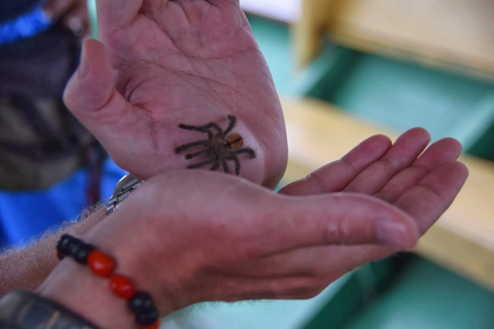 17267 pink toed tarantula trinidad handling