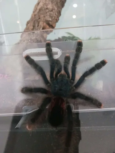 17267 pink toed tarantula trinidad molting