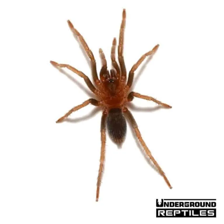 17267 pink toed tarantula trinidad spiderling