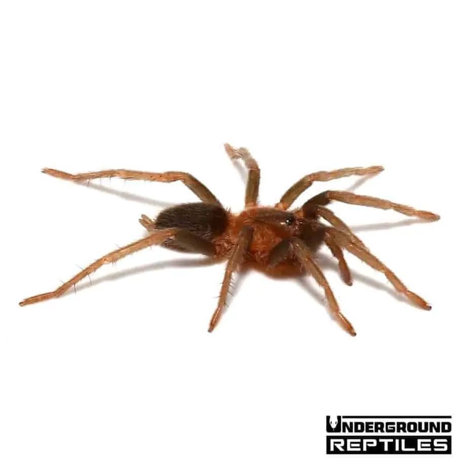 17267 pink toed tarantula trinidad substrate