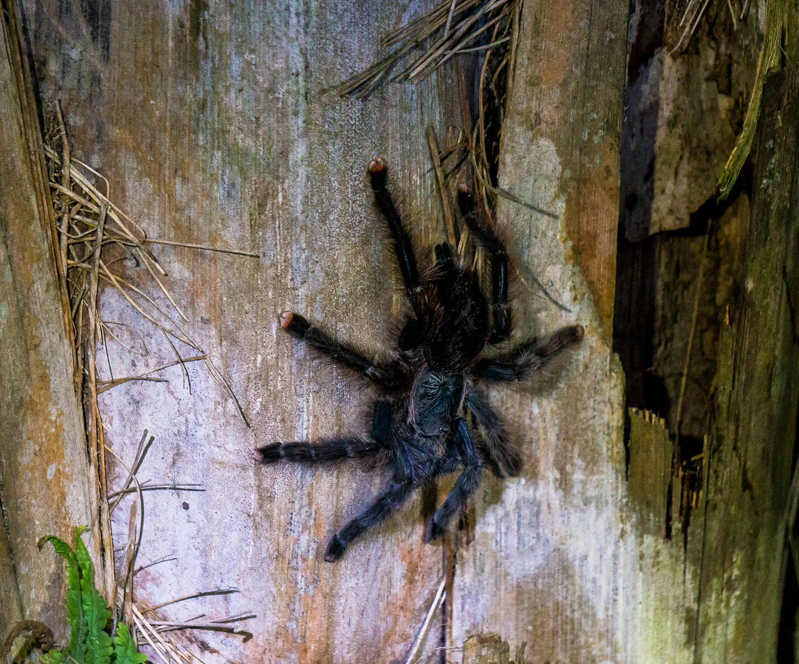 17268 punggol tarantula close up