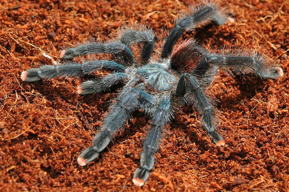 17268 punggol tarantula environment
