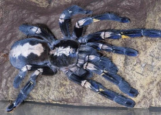 /img/17268-punggol-tarantula-location.webp
