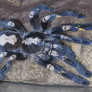 /img/17268-punggol-tarantula-location.webp