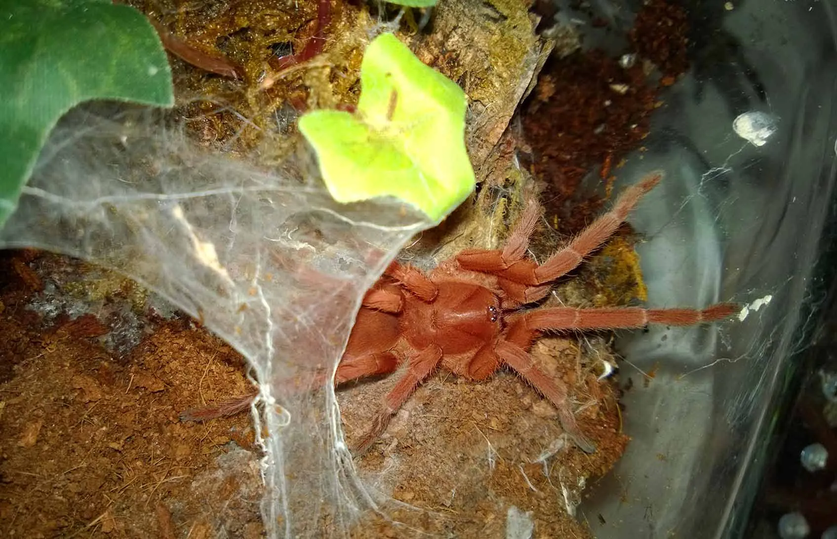 17268 tarantula punggol conservation
