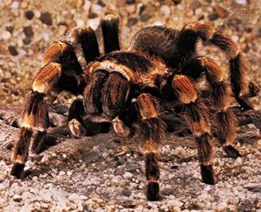 17268 tarantula punggol feeding