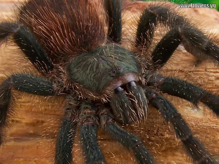 17268 tarantula punggol observing