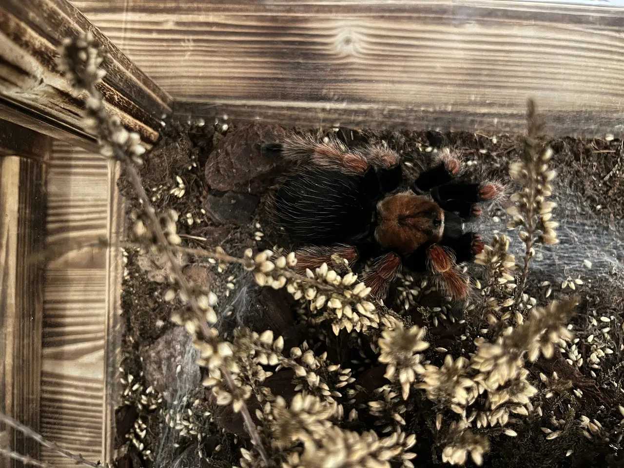 17272 tarantula eating insect