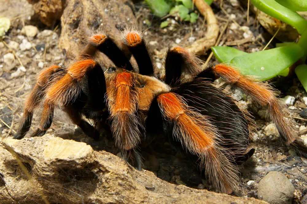 17272 tarantula habitat