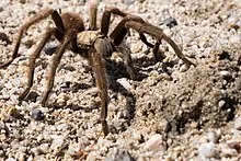 17273 pendulum tarantula close up