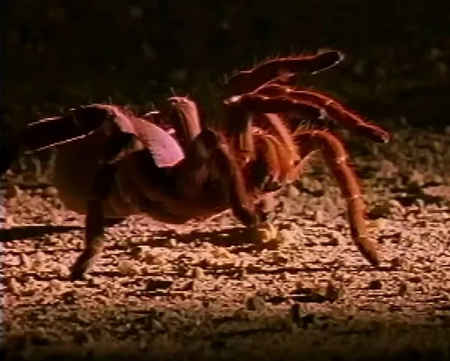 /img/17273-pendulum-tarantula-conservation.webp