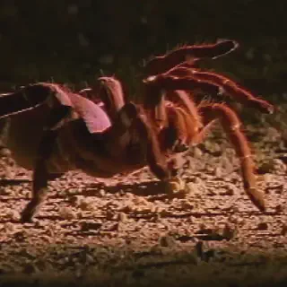 /img/17273-pendulum-tarantula-conservation.webp