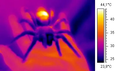 17273 pendulum tarantula size