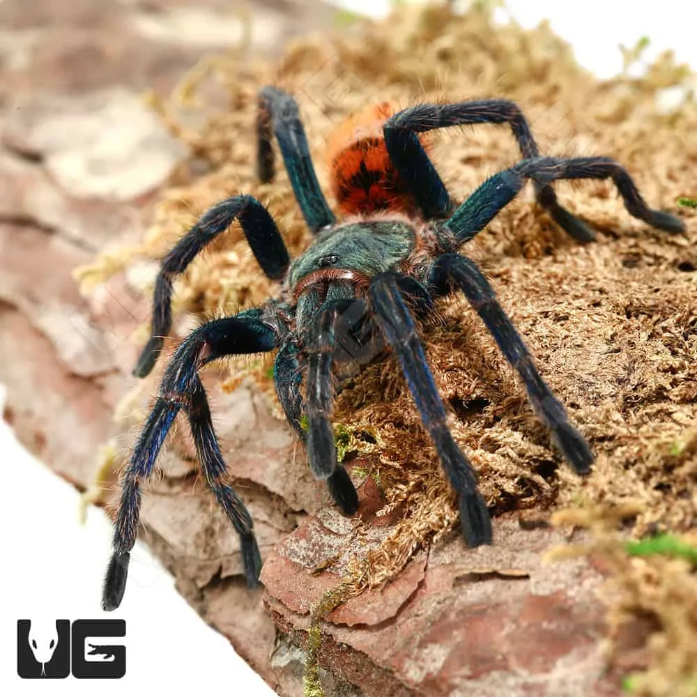17274 blue bottle tarantula enclosure