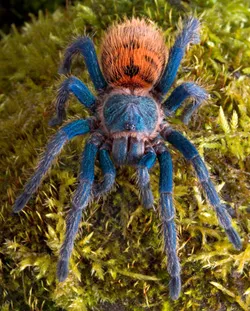 17274 blue bottle tarantula feeding